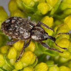 Limobius borealis